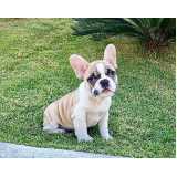 quanto custa filhote de bulldog Jardim Paulista