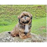 quanto custa filhote de shih tzu fêmea Jardim Paulista