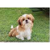 quanto custa raça shih tzu filhote Perdizes