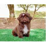 quanto custa shih tzu fêmea filhote Alto de Pinheiros