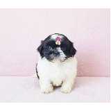 quanto custa shih tzu filhote branco Tamboré