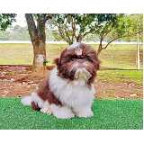 quanto custa shih tzu filhote fêmea Bela Cintra