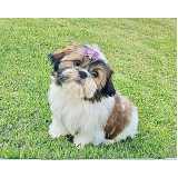 quanto custa shih tzu filhote preto e branco Jardim América