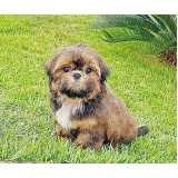 quanto custa shih tzu preto filhote Santana de Parnaíba