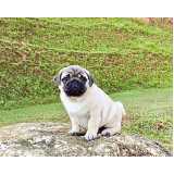 raça pug filhote sob encomenda Faria Lima