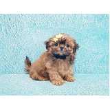 raça shih tzu filhote valores Pompéia