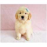 filhotes-de-golden-retriever-cachorro-golden-filhote-cachorro-golden-filhote-santana-de-parnaiba