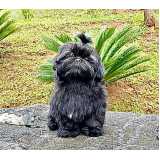 shih tzu fêmea filhote preço Pompéia