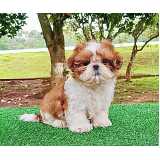 shih tzu filhote preto e branco preço Berrini