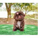 shih tzu filhote preto e branco valores Tamboré