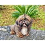 shih tzu filhote Itaim Bibi