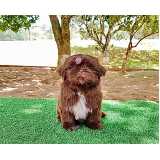 shih tzu preto e branco filhote valores Alto de Pinheiros
