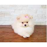 spitz alemão anão branco valor Pacaembu