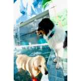 telefone de day care para cachorro Alto de Pinheiros