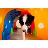 telefone de day care para cães Vila Mariana