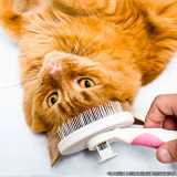 tosa em gatos orçamento Bela Cintra tosa em gatos orçamento Bela Cintra