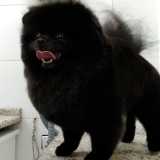 Tosa Cães Tosa Cães