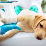 tratamento de ortopedia para cachorro Vila Mariana tratamento de ortopedia para cachorro Vila Mariana