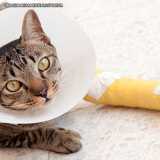 tratamento de ortopedista de gatos Berrini tratamento de ortopedista de gatos Berrini