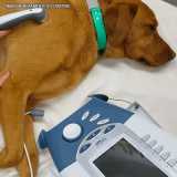 ultrassom em cachorro valores Perdizes ultrassom em cachorro valores Perdizes