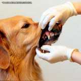 ultrassom veterinário dentário agendamento Perdizes ultrassom veterinário dentário agendamento Perdizes
