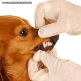 ultrassom veterinário dentário preços Jardins ultrassom veterinário dentário preços Jardins