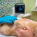 Ultrassom Abdominal Veterinário Ultrassom Abdominal Veterinário