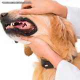 Ultrassom Odontológico Veterinário Ultrassom Odontológico Veterinário