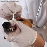 Ultrassom Veterinário Dentário Ultrassom Veterinário Dentário