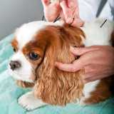 valor de acupuntura em cachorro com labirintite Perdizes