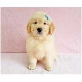 valor de cão golden retriever filhote Jardim América valor de cão golden retriever filhote Jardim América