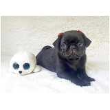 valor de filhote pug preto Consolação