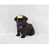 valor de filhote pug Pacaembu