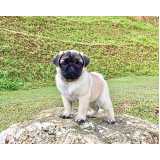 valor de pug cachorro filhote Vila Mariana