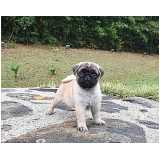 valor de raça pug filhote Perdizes
