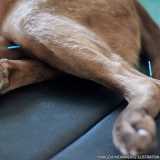 valores de acupuntura para cachorro Jardins