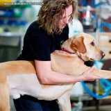 veterinária fisioterapia valores Pompéia veterinária fisioterapia valores Pompéia