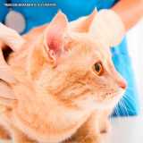 veterinario dermatologia orçar Higienópolis veterinario dermatologia orçar Higienópolis