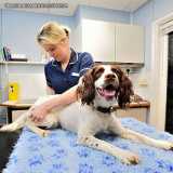 veterinário fisioterapeuta Perdizes veterinário fisioterapeuta Perdizes