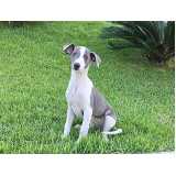 whippet filhote valor Jardim Paulista whippet filhote valor Jardim Paulista