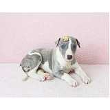 whippet filhote Bela Cintra whippet filhote Bela Cintra