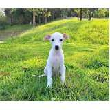 whippet preto filhote orçamento Vila Mariana whippet preto filhote orçamento Vila Mariana