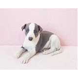 whippet preto filhote Itaim Bibi whippet preto filhote Itaim Bibi